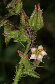 Image result for Trichodesma physaloides