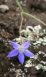 Image result for Wahlenbergia paludicola