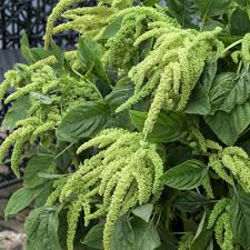 Image result for Amaranthus viridis