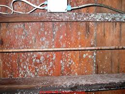 This is why it's a particular problem for mushroom growers and farmers.1 x research source. Green Mold Growth On Building Surfaces What Does Green Mold Contamination Look Like On Indoor Surfaces