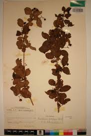 Image result for Psorospermum febrifugum