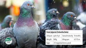 2) this bird lives in africa, australia and south america. Pest Advice For Controlling Pigeons Gulls And Other Birds