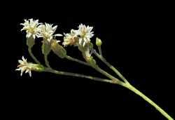Image result for Pseudoconyza viscosa