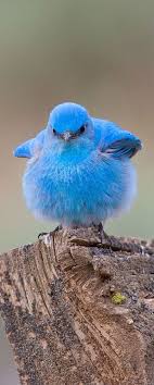 Mountain Bluebird Cok Sirin Hayvanlar Hayvan Bebekler Hayvan Fotografciligi