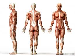 Muscle diagram, most important muscles of an athletic black man, anterior and posterior view, male body. How Many Muscles Are There In The Human Body With Pictures