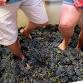 Airfield Estates Annual Grape Stomp in Prosser
