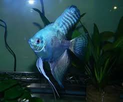 Pin On Angelfish And Discus