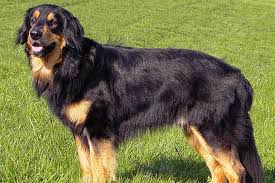 Diskutiere holländischer schäferhund rottweiler mix?? Rottweiler Mischling 5 Tipps Zu Wesen Auftreten Und Erscheinung
