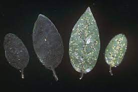 More information and images on bacterial blight, pseudomonas syringae pv. Viburnum Beetle Rhs Gardening