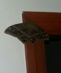Pin Em Moths Caterppilars And Butterflies