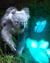 Koalas Shop S Instagram Profile Post Magical Butterflies