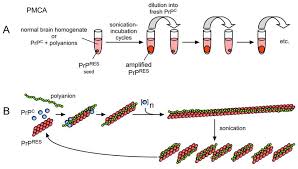 Models Of Tse Prion Amplification By Pmca A Pmca Flow