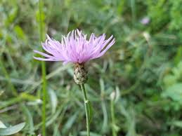 Image result for Bothriocline laxa