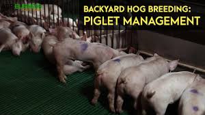 See more ideas about raising pigs, pig farming, chickens backyard. Backyard Hog Breeding Piglet Management Weaning Agribusiness B Meg Episode 11 Youtube
