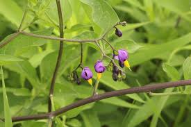 Vine purple flowers on alibaba.com when making attractive decorations that last a long time. Ohio Weedguide