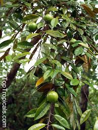 Image result for Chrysophyllum