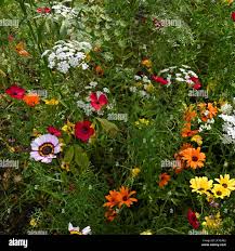 Image result for Glebionis carinata `German Flag`