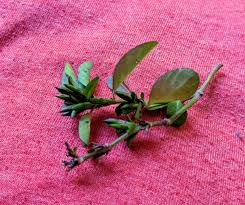 Image result for Dyschoriste nagchana