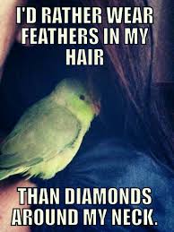 White Bird With Crazy Hair Agreeeeeeeeee Funny Parrots Funny Birds Cute Birds