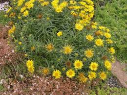 The floral pattern on ålandsrot cushion is a design that has been plucked from a treasure trove of textiles, tucked away in the musée de l'impression sur étoffes (the museum. Fil Swordleaf Inula Smal Blad Elecampagne Alandsrot Smala Blad Inula Inula Ensifolia Gul Tradgardsblommor
