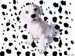 Desktop Wallpapers High Resolution 8543 Animals Cute Baby Animals Dalmatian