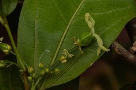 Image result for Celtis mildbraedii