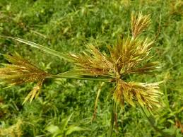 Image result for Polystachya cribbiana