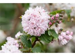 Image result for Deutzia hybrida Pink Pompon
