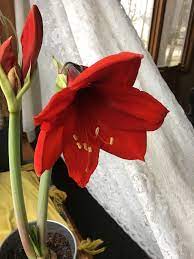 I Got Her Four Weeks Ago Sitting Alone On The Dusty Sale Shelf 2 50 Later I Brought The Dried Out Bulb Sprout Home And Gave Her Daily Sun And Water Isn T Amaryllis Beautiful