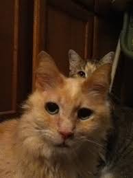 Exclusively Cats Veterinary Hospital Blog: Cats, Cancer and Chemotherapy