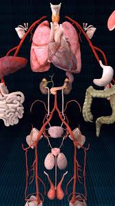 Image result for internal organs