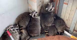 (ap) — a malden woman is undergoing a series of shots after she was attacked by a racoon in her backyard. Chonky Toronto Raccoons Refuse To Leave Porch In Hilarious Video