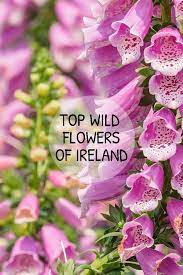 Wildflowers Of Ireland Irish Flower Wild Flowers Irish Garden