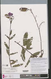 Image result for Clappertonia ficifolia