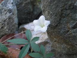 Image result for Merremia quinquefolia