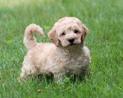 Check spelling or type a new query. Best Goldendoodles