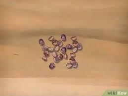 Cacti seeds need heat to grow. 3 Ways To Grow Prickly Pears Wikihow