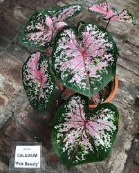 The Fernery De Varentuin On Instagram Caladium Pink Beauty Caladiumcollection Caladiumpinkbeauty The Fernery De Va In 2020 Trees To Plant Caladium Plant Decor