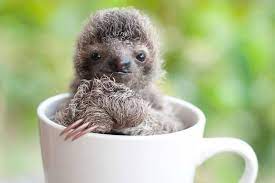 Todas las novedades en perezoso bebe listas para salir del almacén directas a tu casa. Hay Un Lugar Muy Especial En El Mundo Donde Los Bebes Perezosos Abandonados Encuentran Un Verdadero Hogar Reple Cute Sloth Pictures Cute Baby Sloths Baby Sloth