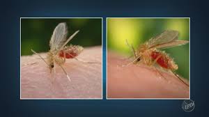 Resultado de imagem para mosquito palha