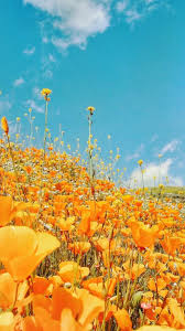 We did not find results for: Yellow Aesthetic Background Landscape Hd