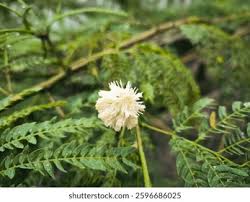 Image result for Acacia gerrardii