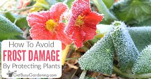 Learn how to protect plants from freezing using simple, inexpensive home methods and materials. How To Protect Plants From Frost Damage Get Busy Gardening
