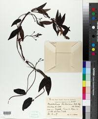 Image result for Ancylobothrys tayloris