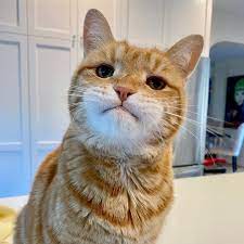Marley Sherman Katz On Instagram Back To Grumpin Holidays Over Monday Is Back Let S Get That Grump On My Frie Piaraan Gambar Kucing Lucu Kucing Lucu