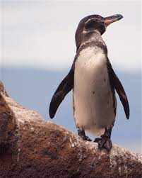 What other names does the galapagos penguins have? Galapagos Penguin Facts Habitat Diet Life Cycle Baby Pictures