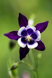Pin On Color Purple