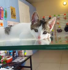 As your pet ages, your veterinarian will look for developmental anomalies, the. Pets First Veterinary Clinic Couva Trinidad And Tobago Contact Phone Address