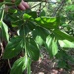 Image result for Afrocanthium mundianum