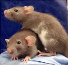 Rats are generally easy to care for, provided you have a suitable best cage for a dumbo rat. Findings From A New Study Led By Dr Eric Turner Are Expected To Help Researchers Identify Gene Mutations Which Cause Ear Malformations In Humans